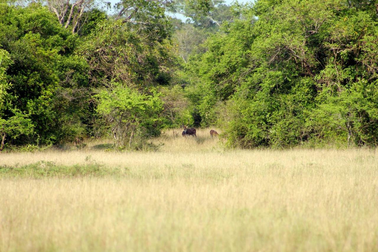 Wasgamu Safari Lodge Wasgamuwa Εξωτερικό φωτογραφία